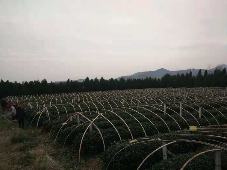 天气渐冷,瀚林春越冬防护正当时